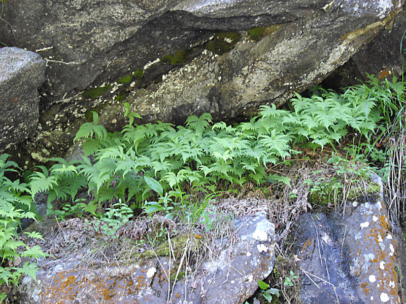 Phegopteris connectilis photo